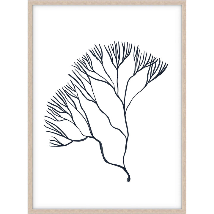 Coral no.2