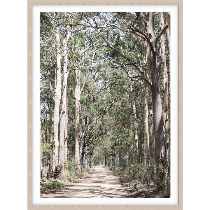 Gumtrees - The Hunter Valley