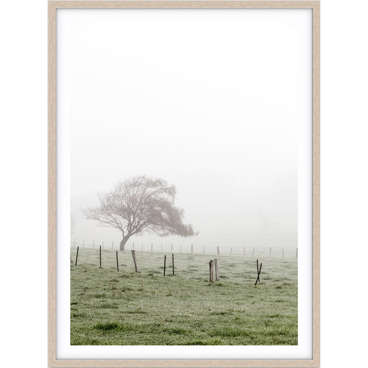 Morning Fog II - Country Victoria