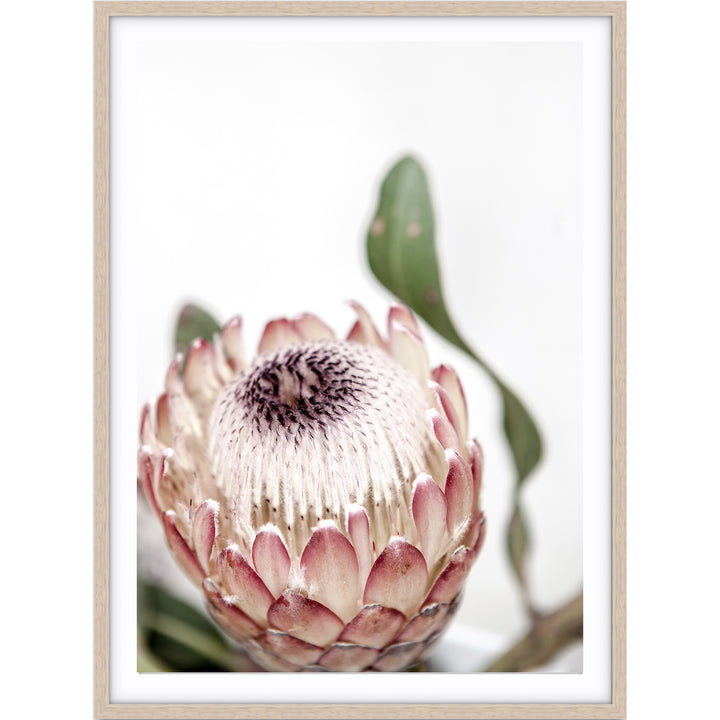 Protea II