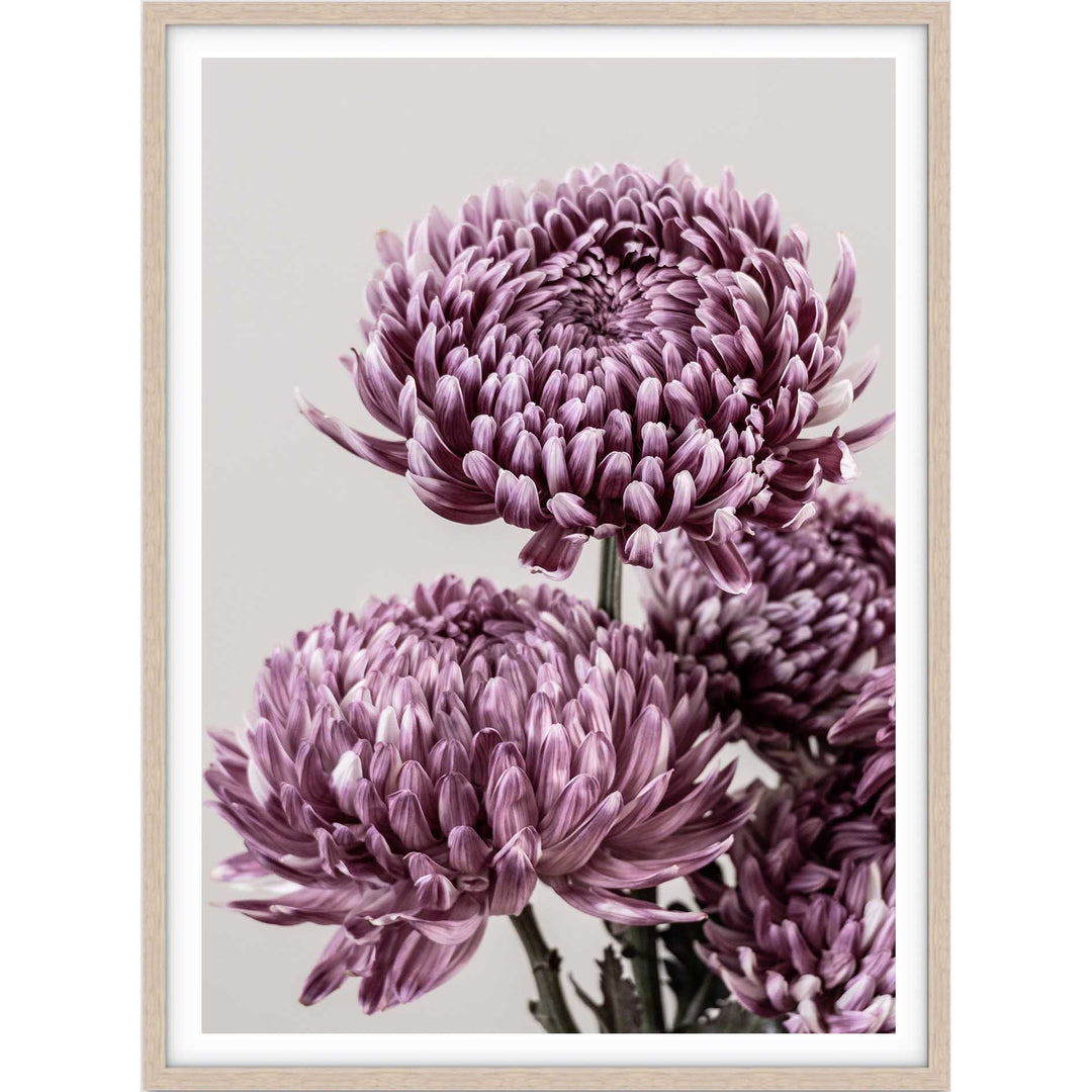 Mauve Chrysanthemum I