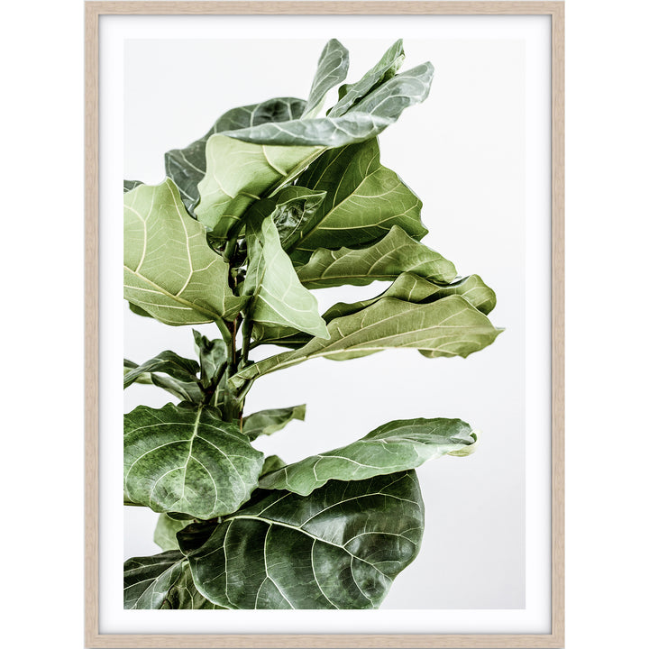 Fiddle Leaf no.1