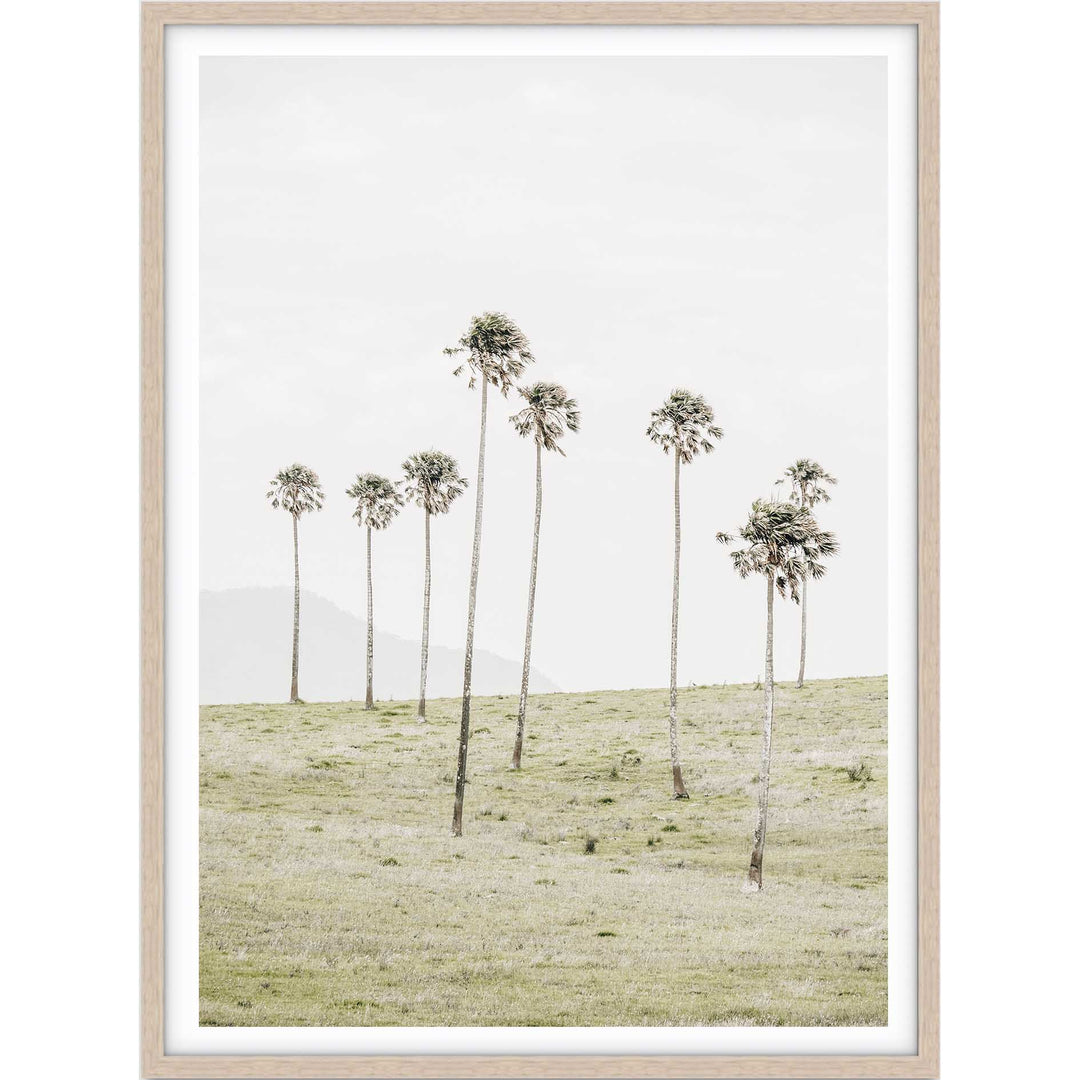 Jamberoo Palms no.2