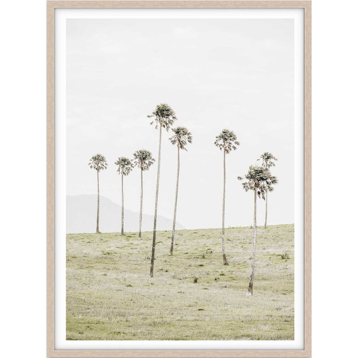 Jamberoo Palms no.2