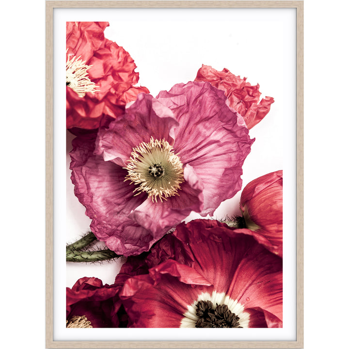 Poppy I