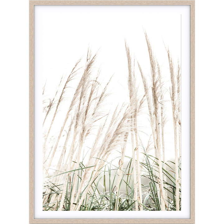 Pampas Grass no.2