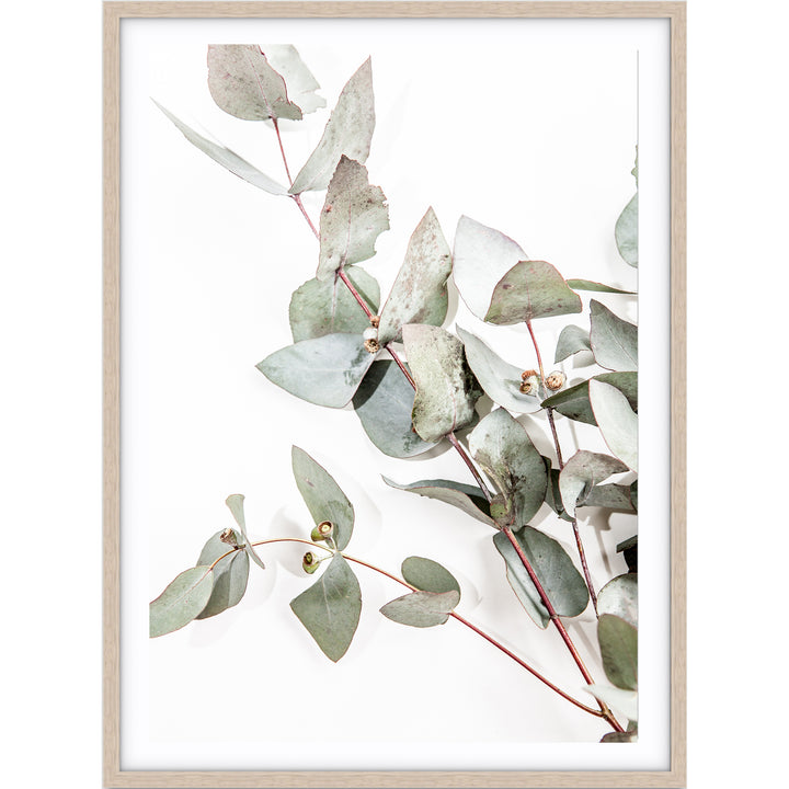 Eucalyptus Leaves no.1