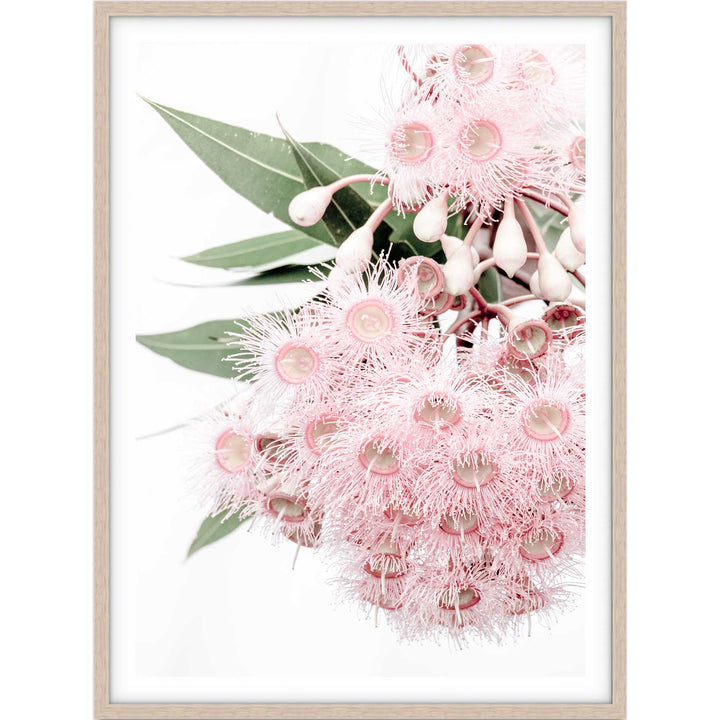 Icy Pink Eucalyptus no.1