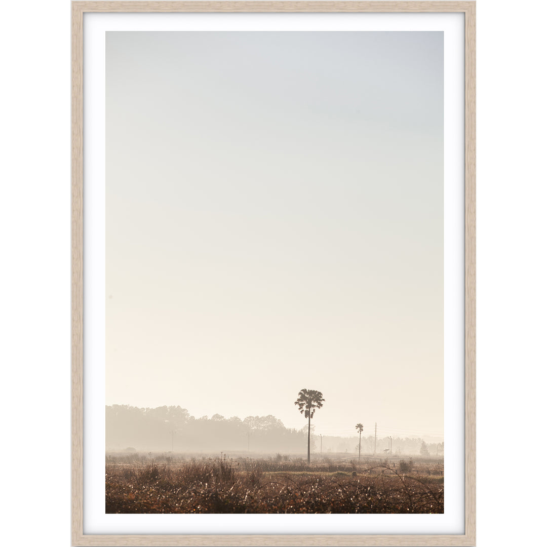 Sunrise Palms no.3 - Stockton Beach
