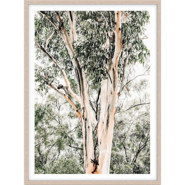 Valley Gumtrees III