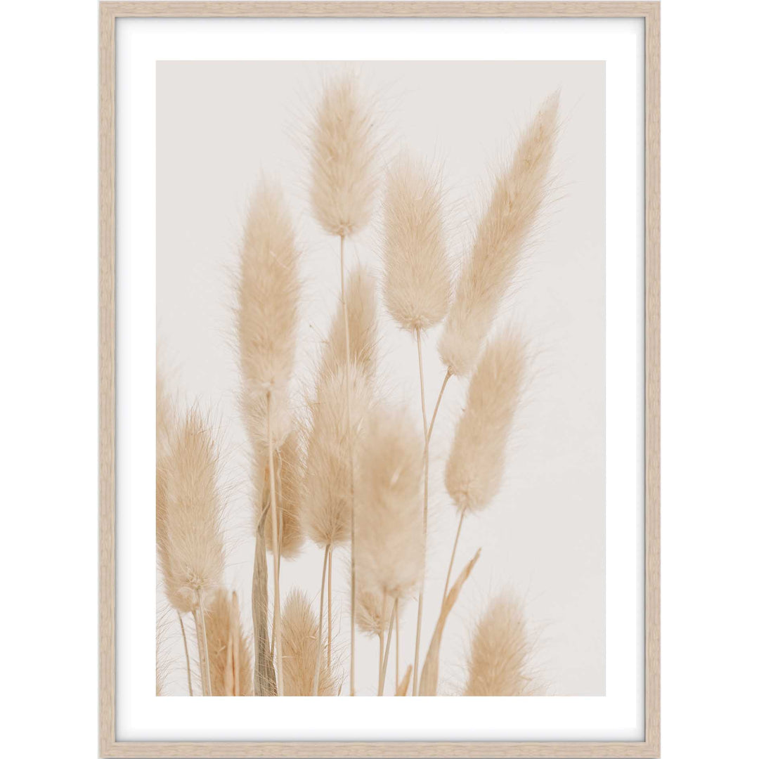 Bunny Tail Grass I