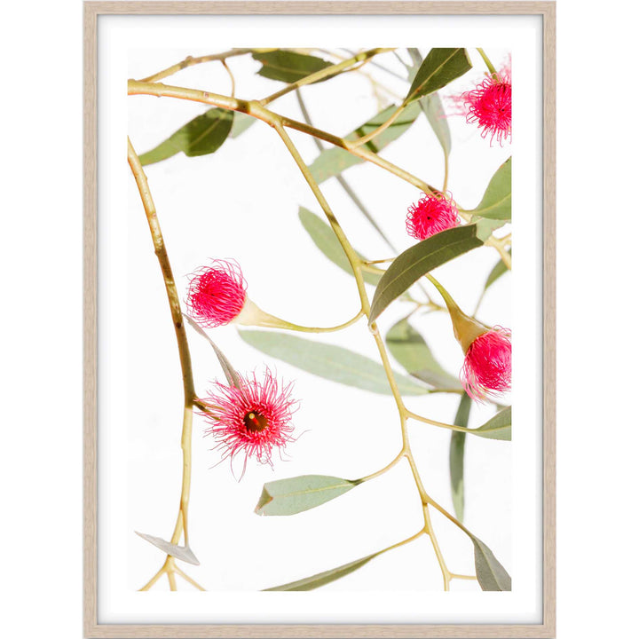 Blush Gum