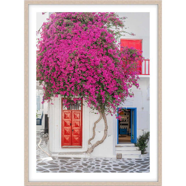 Wild Bougainvillea