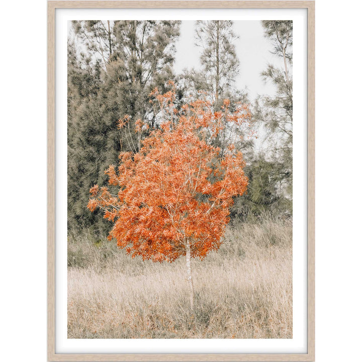 Ignite