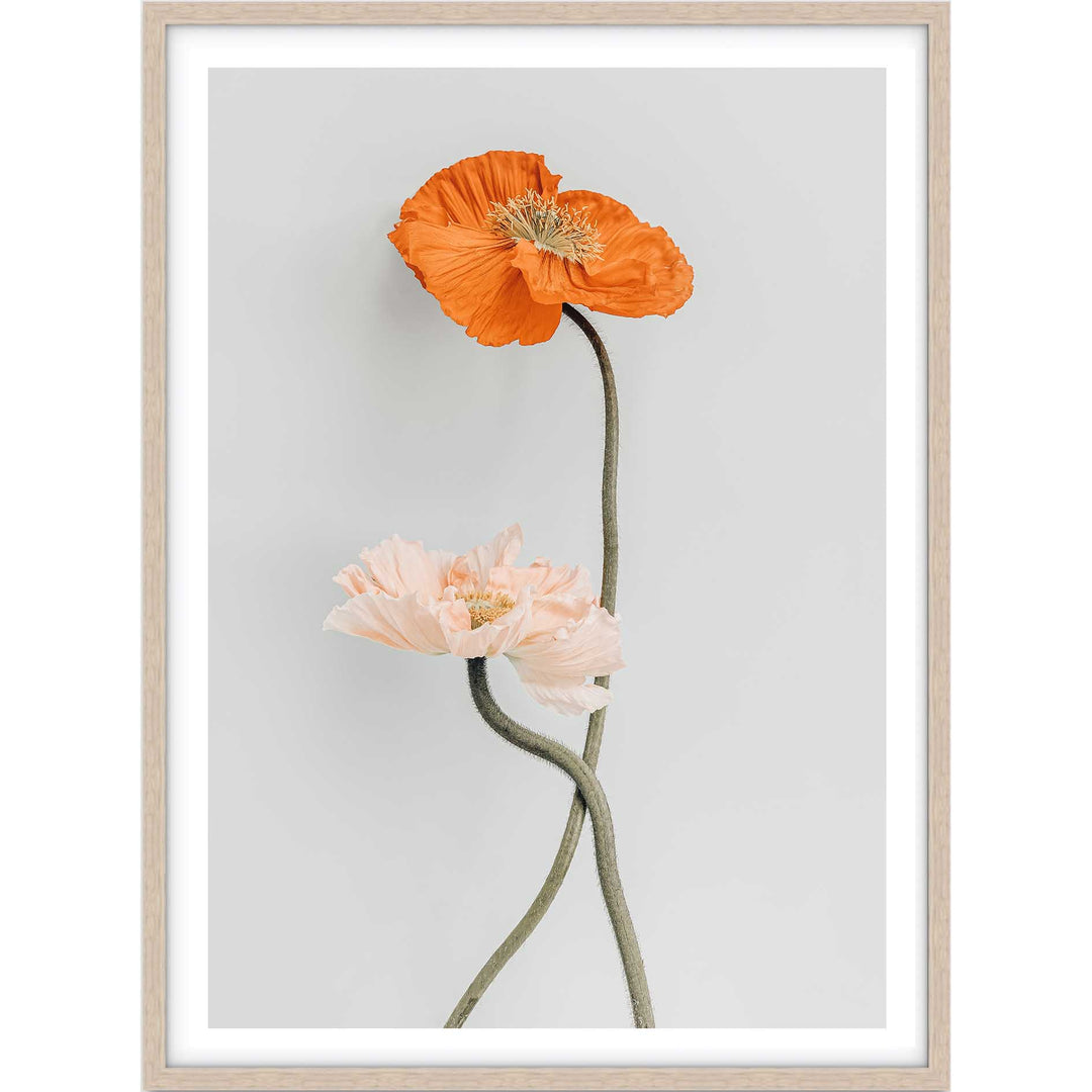 Tall Poppy II