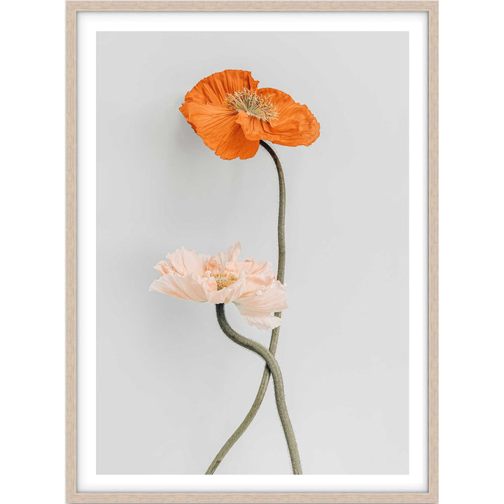 Tall Poppy II