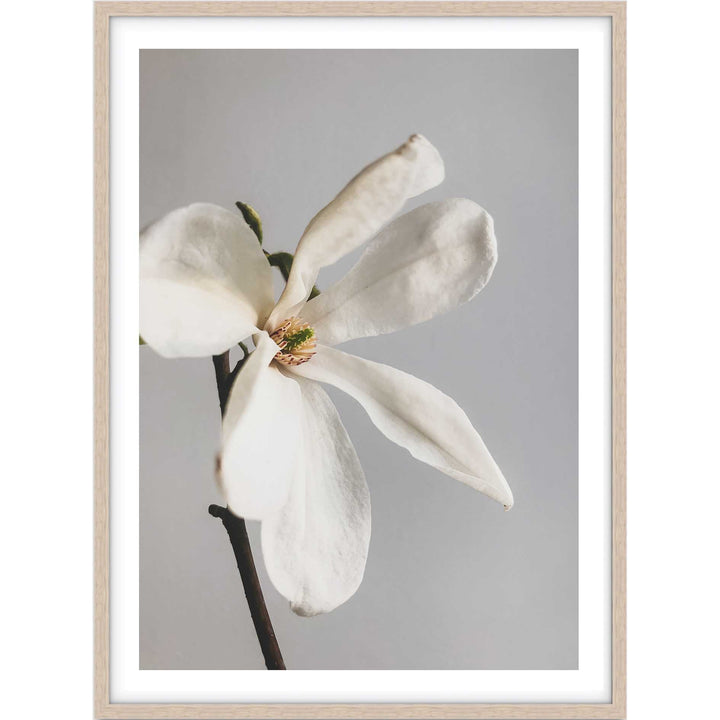 Single Magnolia