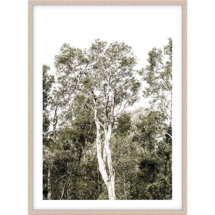 Tall Gums I