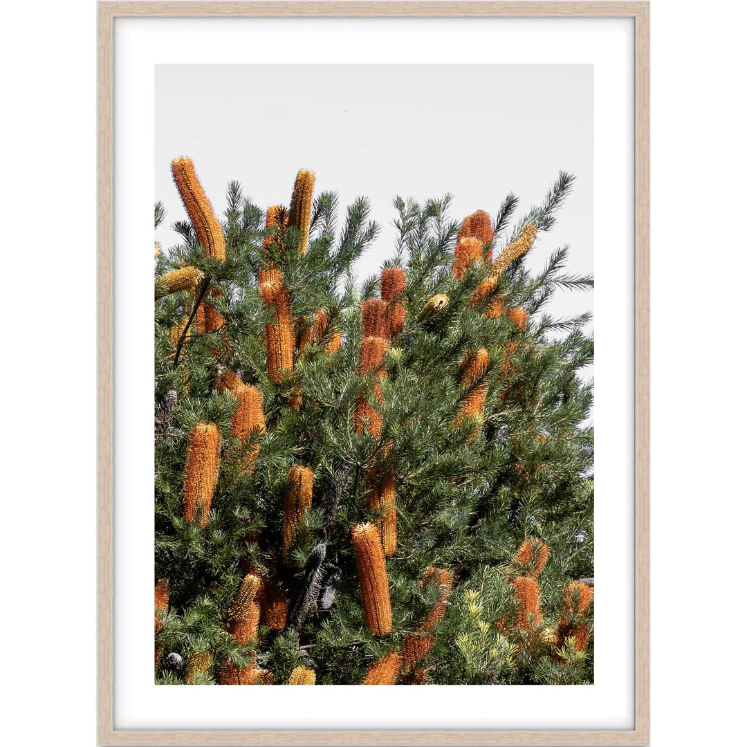 Wild Banksia I