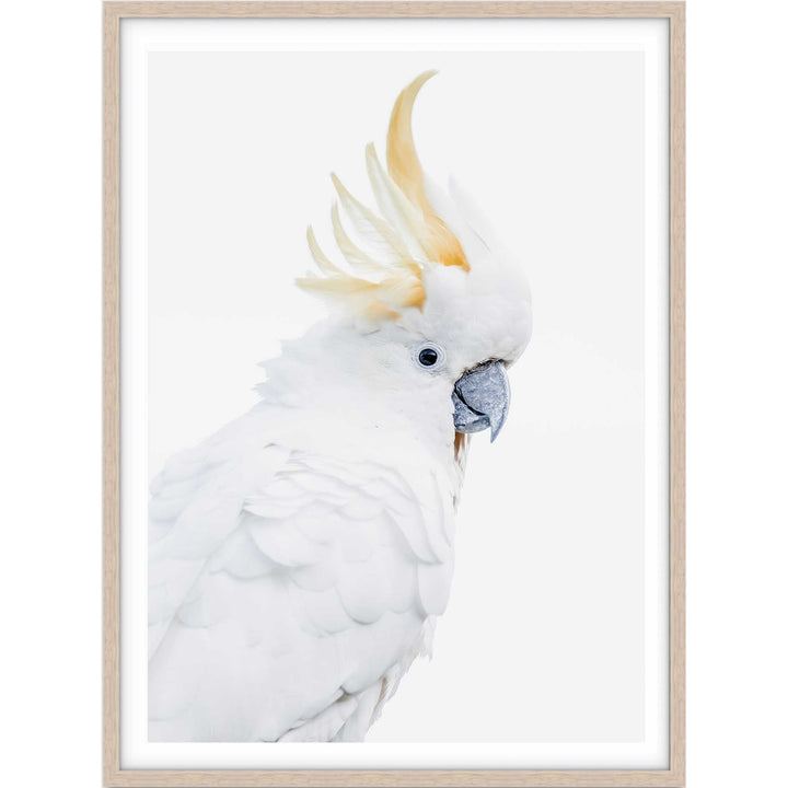 White Cockatoo
