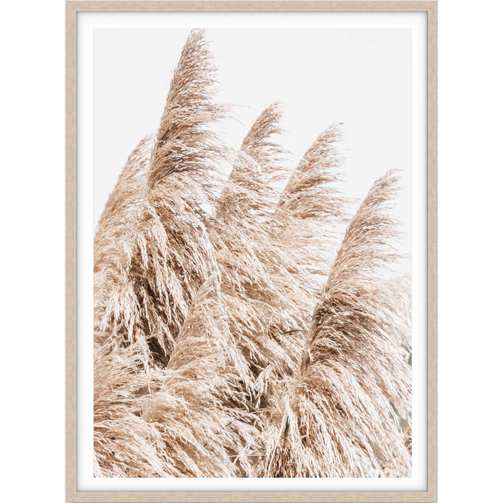 Pampas Grass no.3