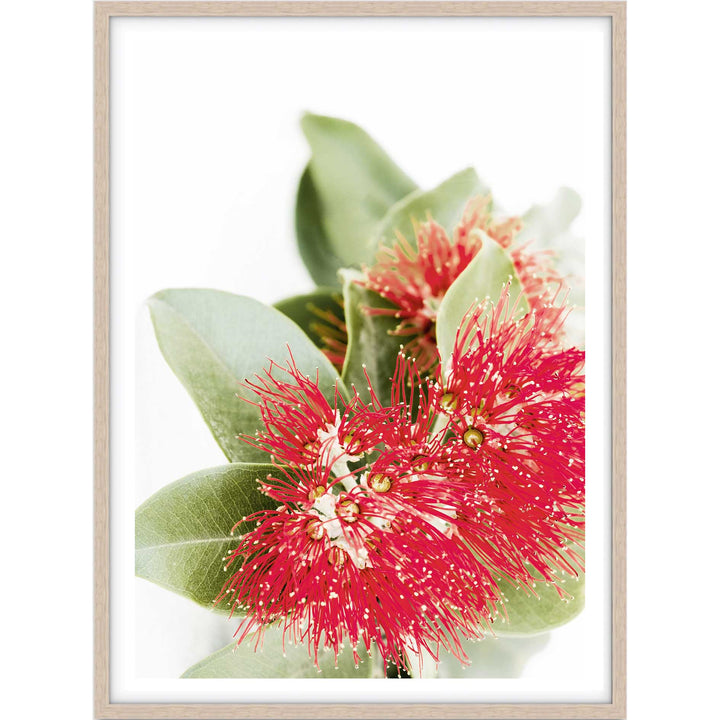 Red Eucalyptus Blossom II