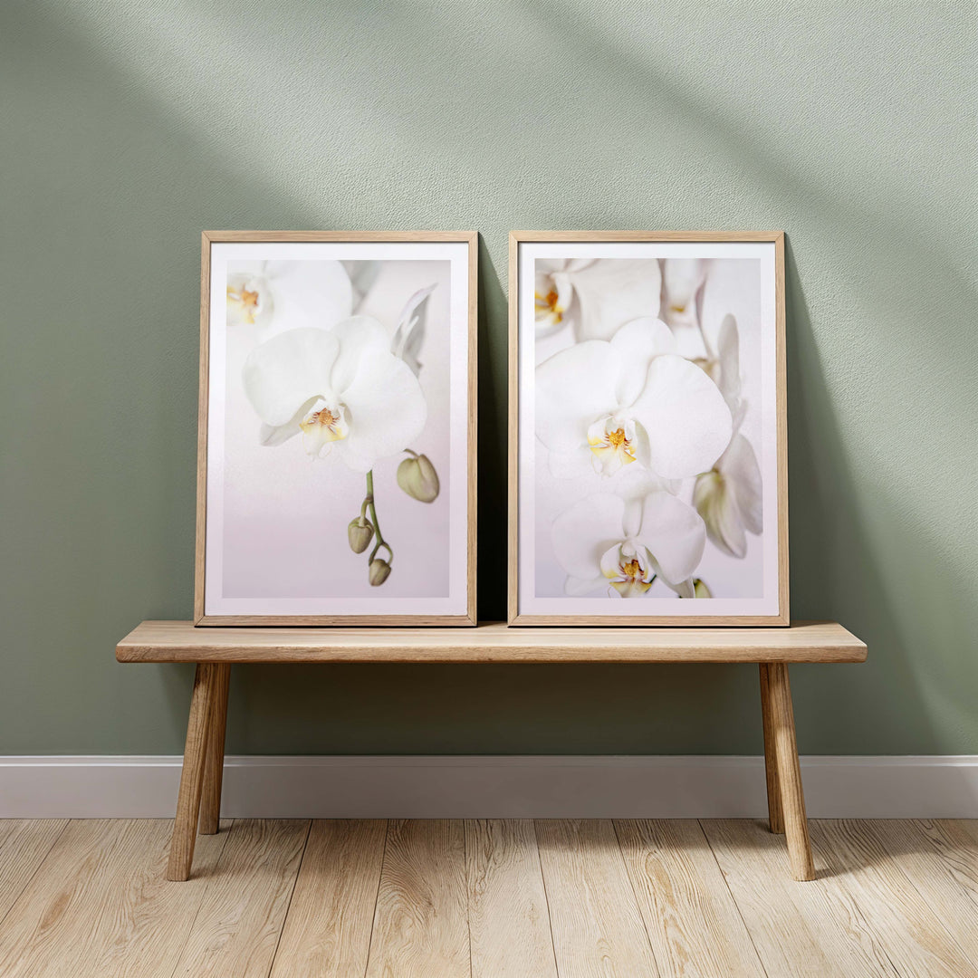 Orchid II