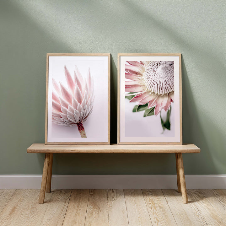 Set of 2 - King Protea I + King Protea II