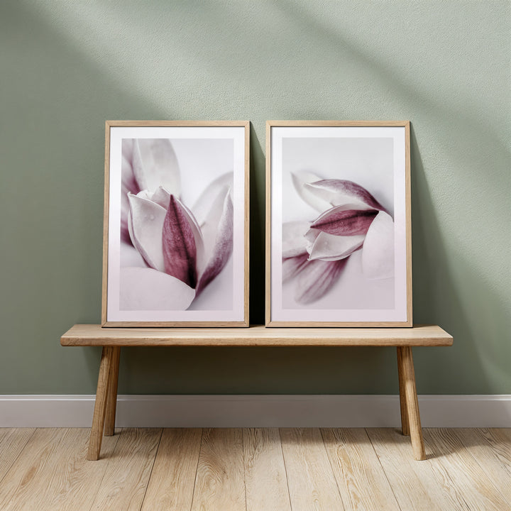 Magnolia II