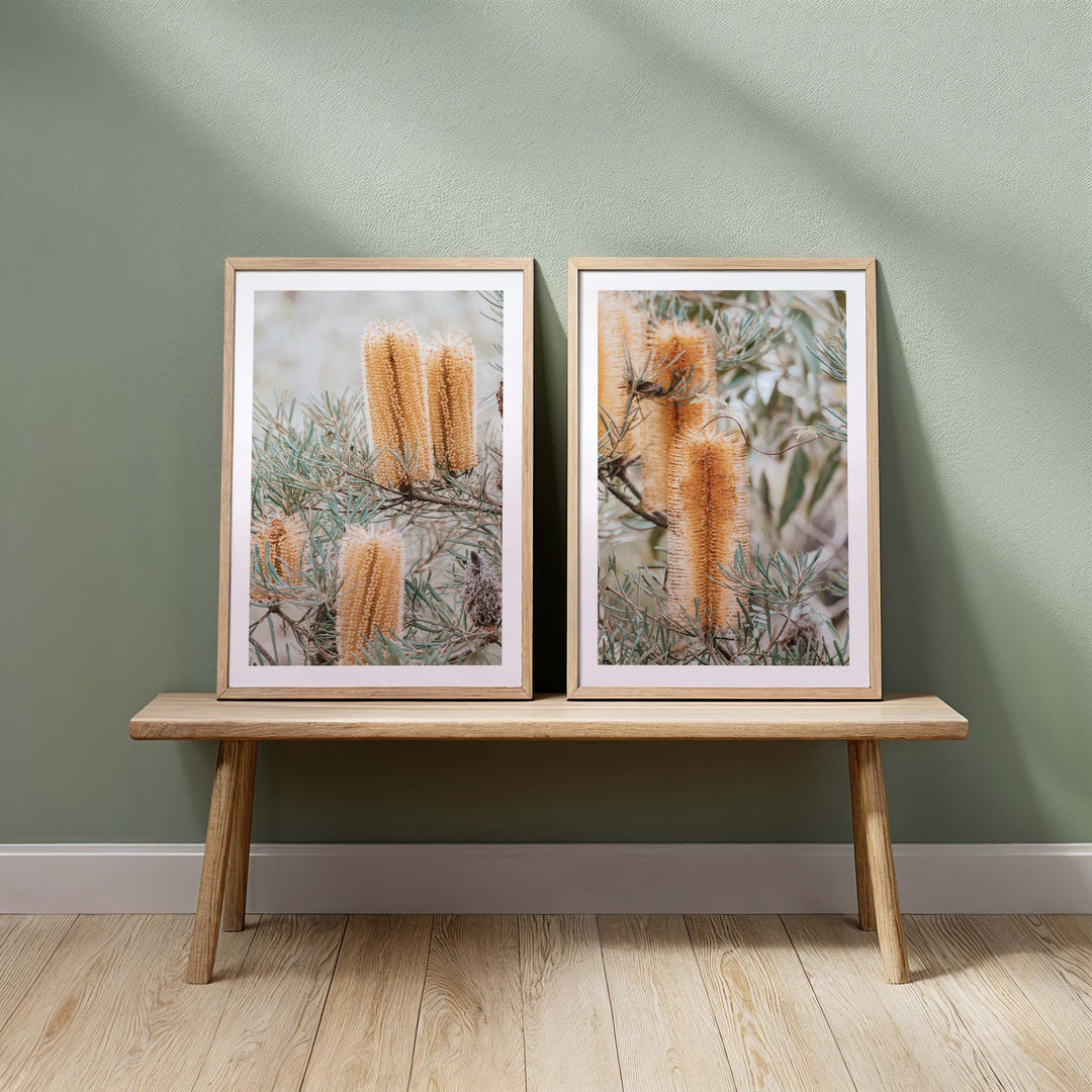 Banksia II - Frazer Beach