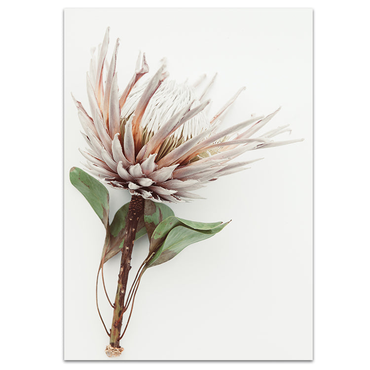 Set of 2 - Aged King I + Country Grass