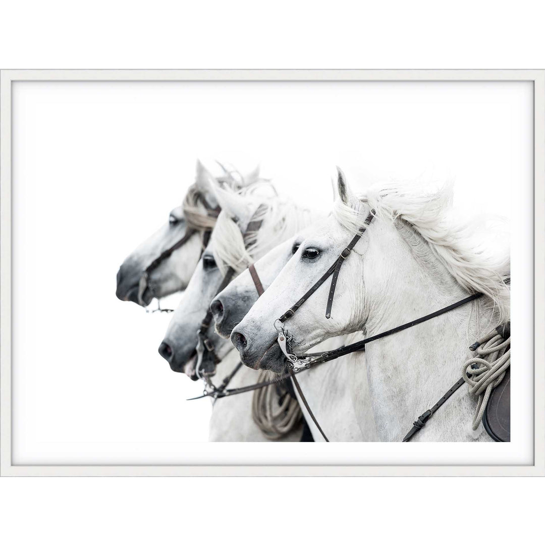 White Stallions