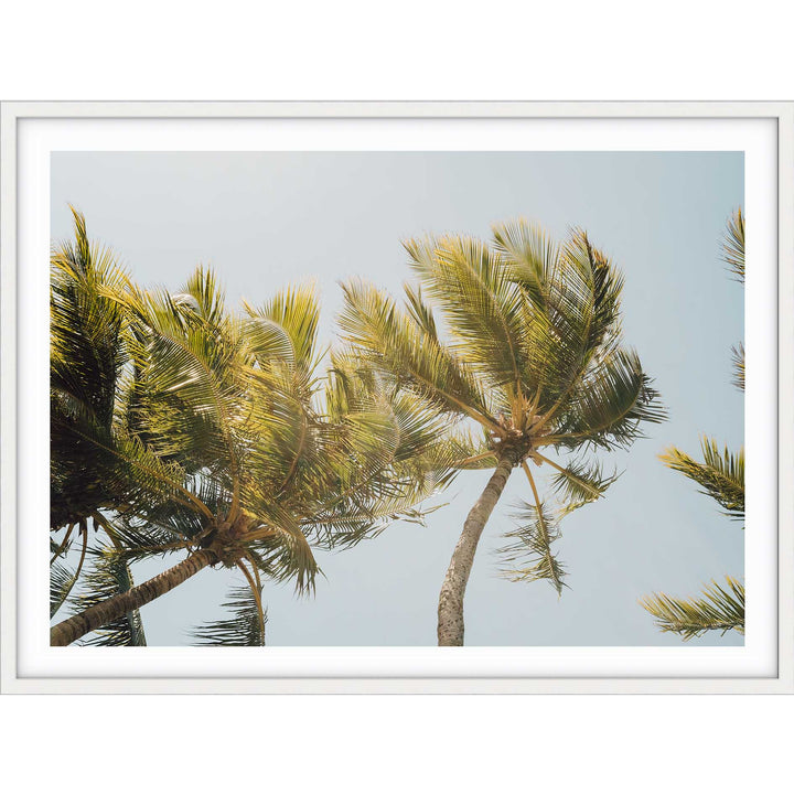 Magnetic Island Palms I