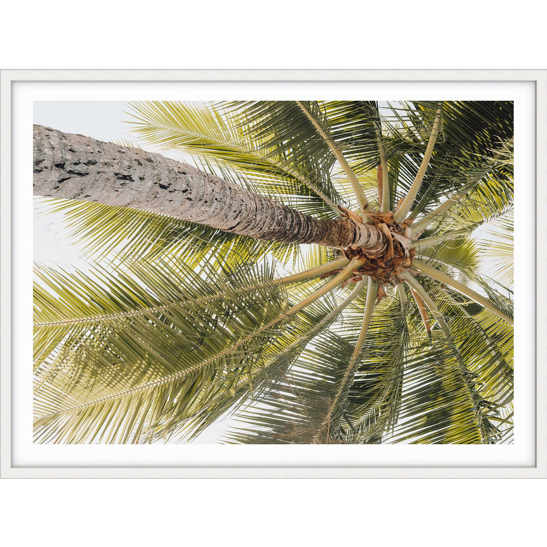 Magnetic Island Palms II