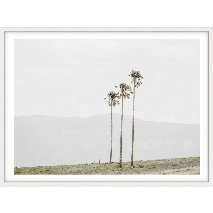 Jamberoo Palms no.3