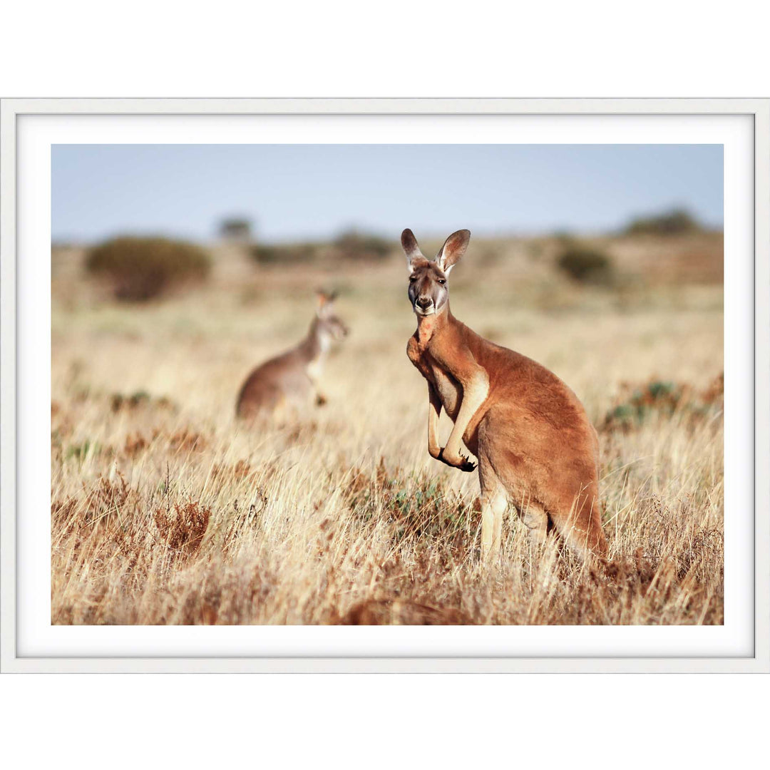 Red Kangaroo