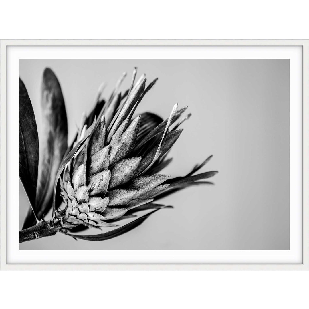 Native I B+W