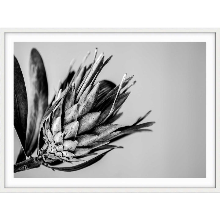 Native I B+W