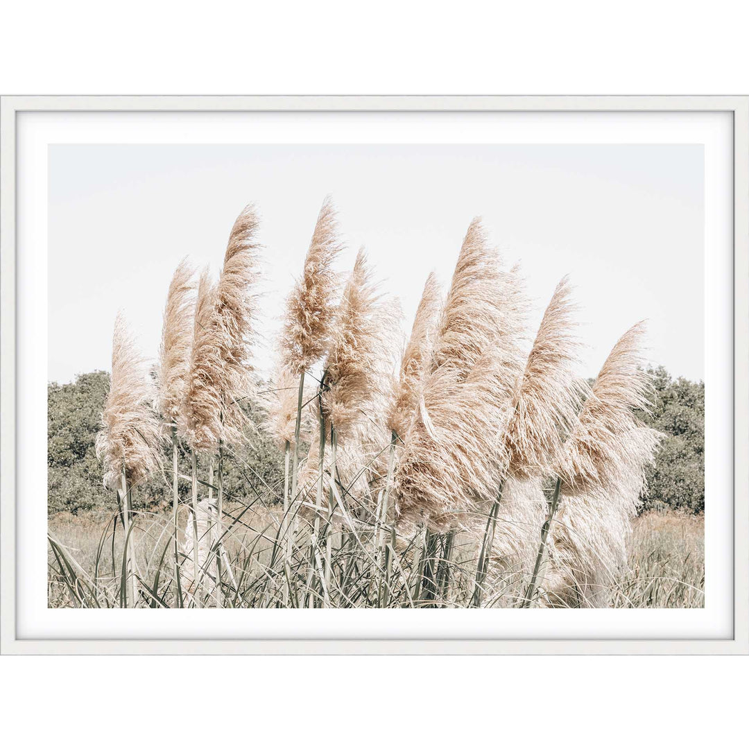 Pampas Grass no.5