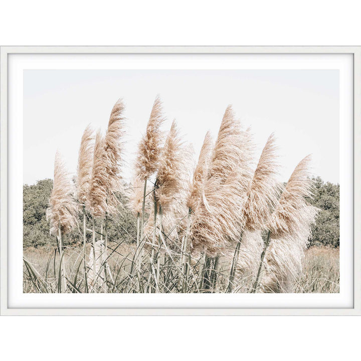 Pampas Grass no.5