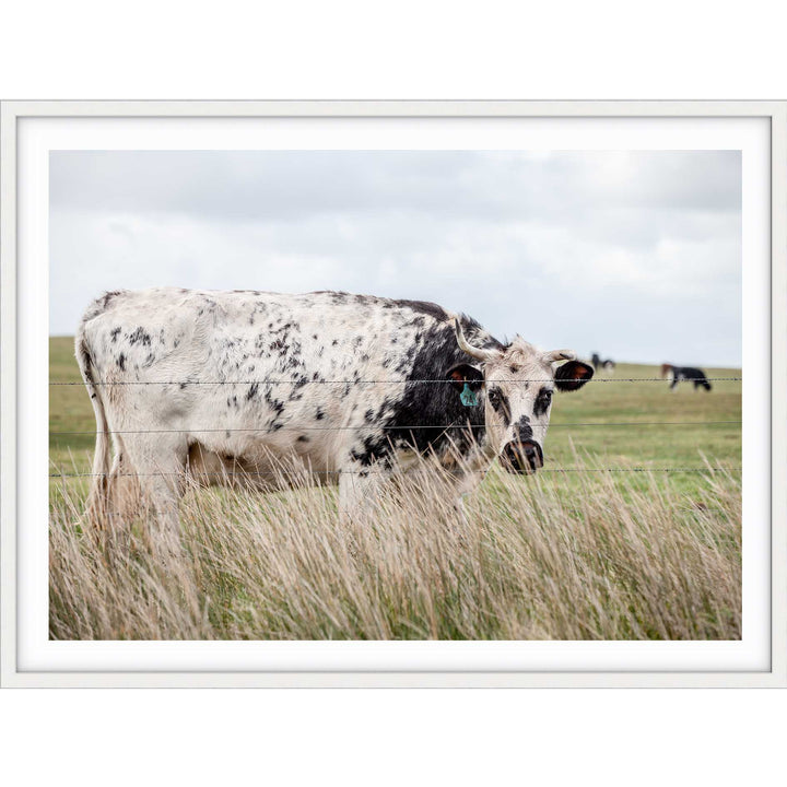 Spotty Cow