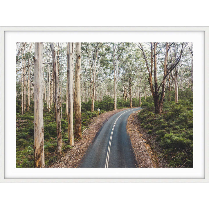 Boranup Forest - Western Australia