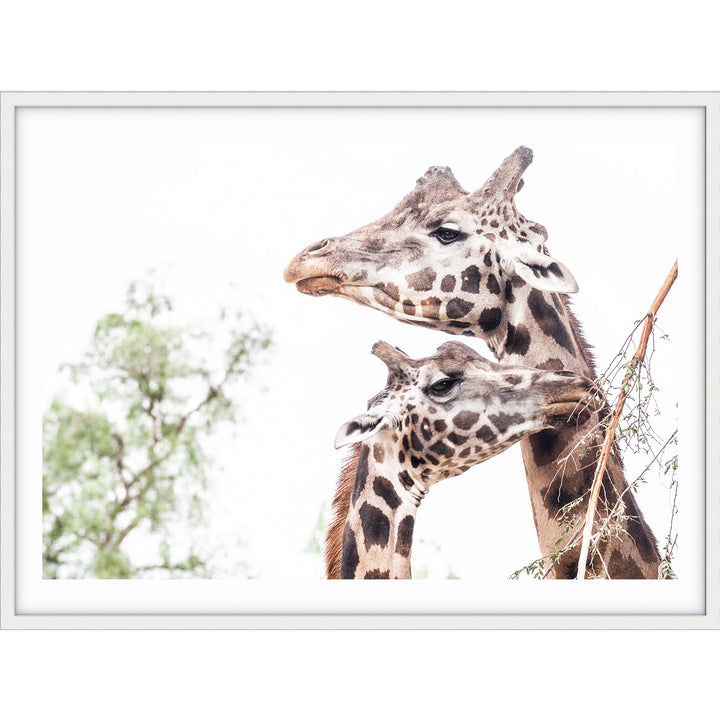 Giraffe Love