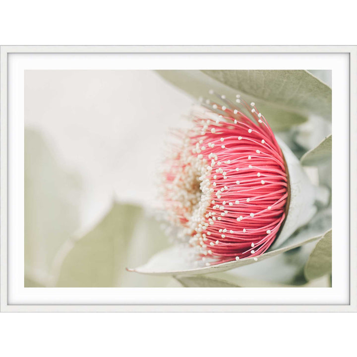Red Eucalyptus Blossom I