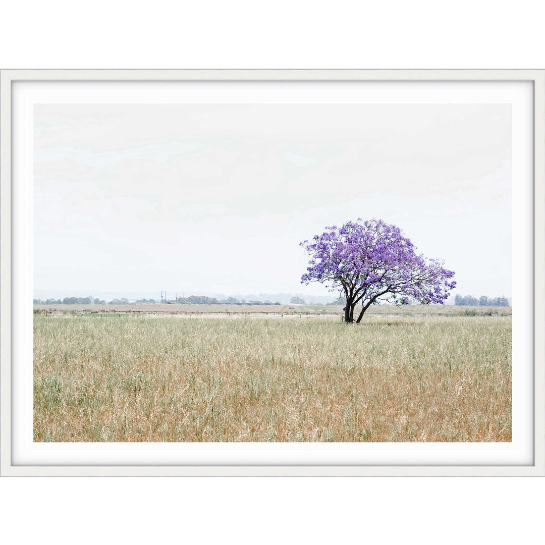 The Lonely Jacaranda II