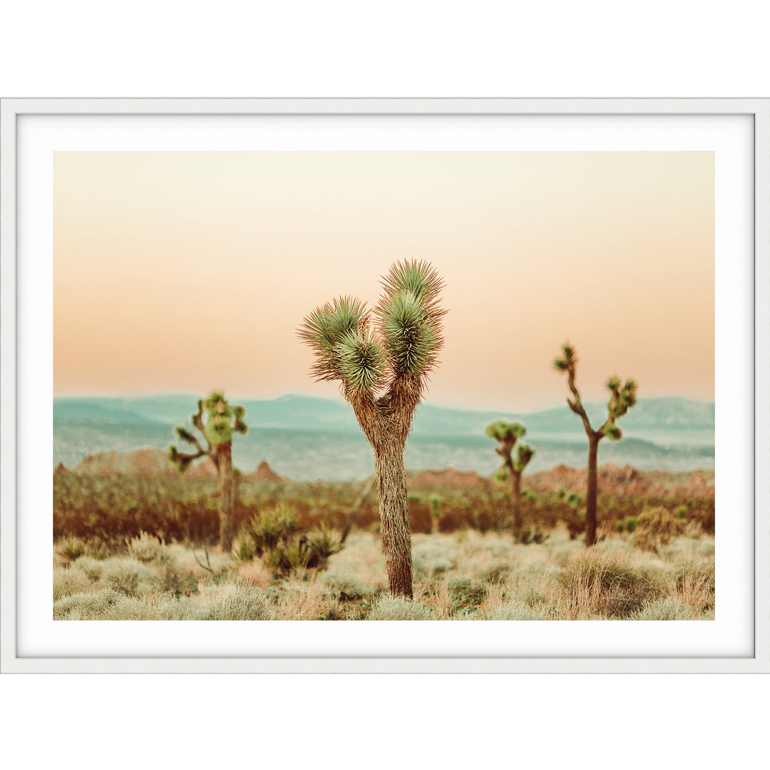 Joshua Tree no.2