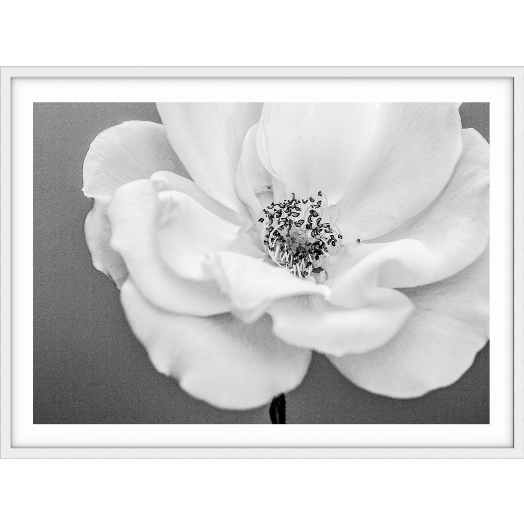 White Rose III B+W