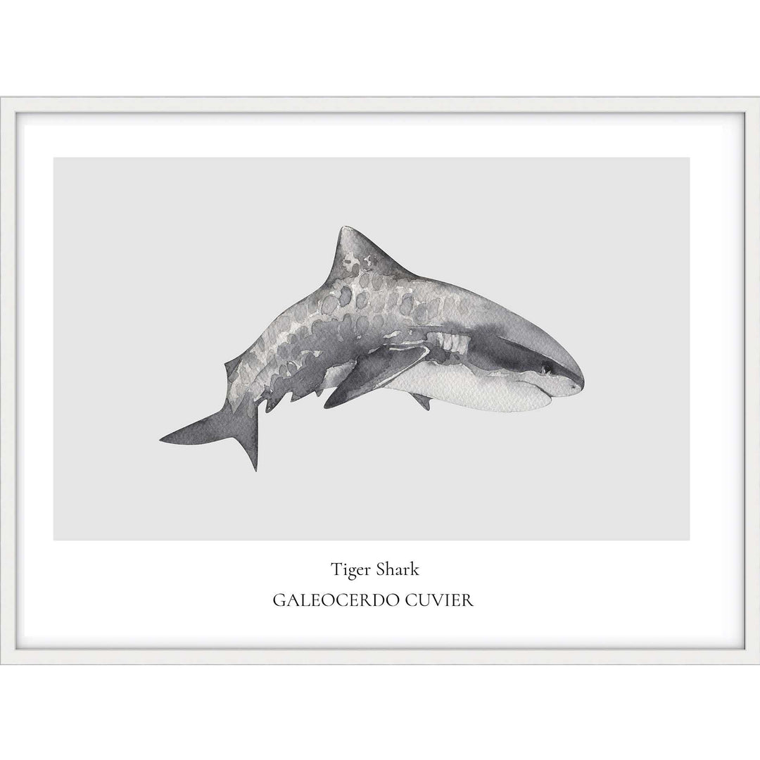 Tiger Shark