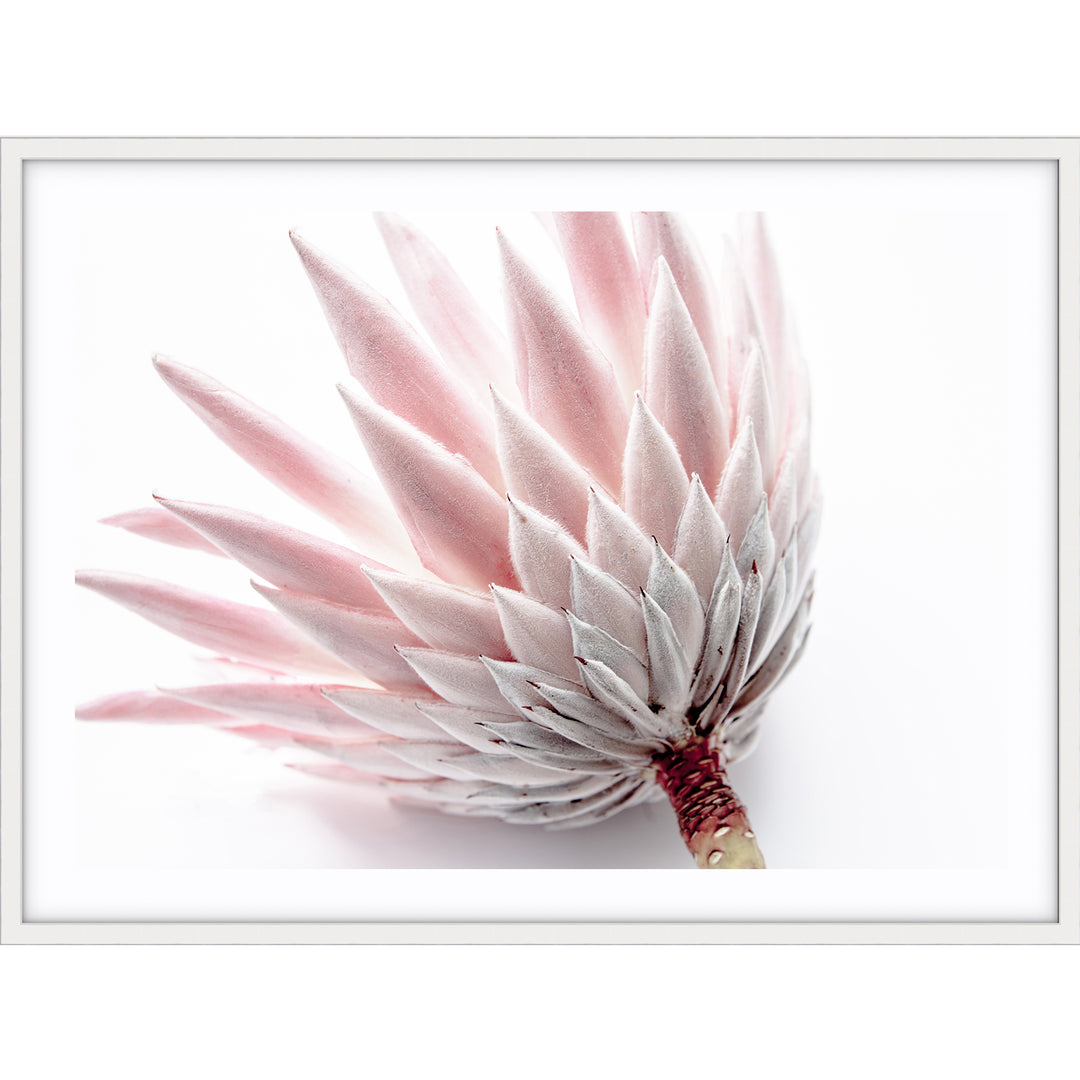 King Protea IV