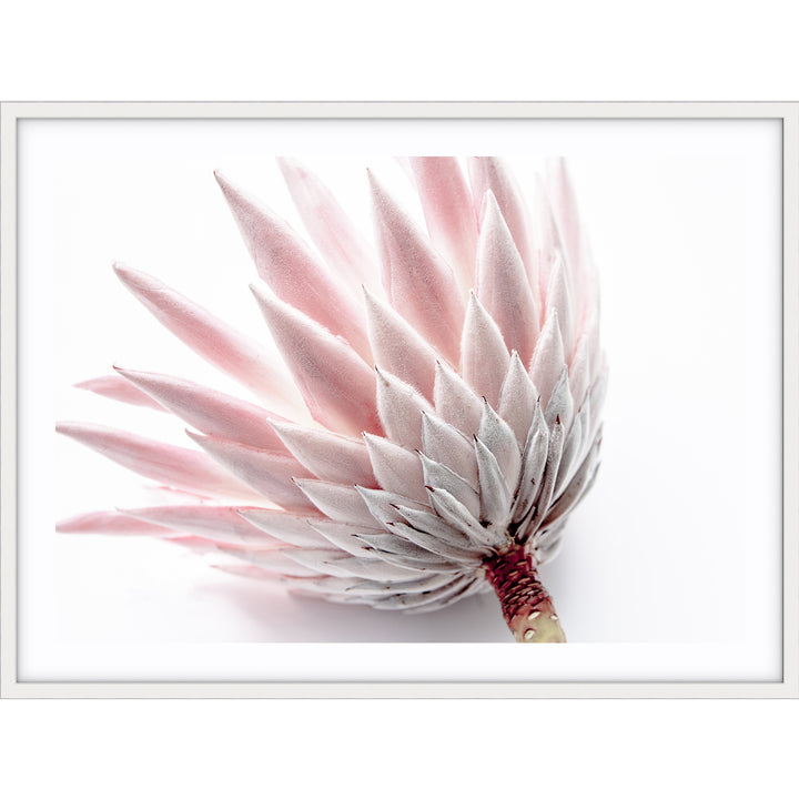 King Protea IV